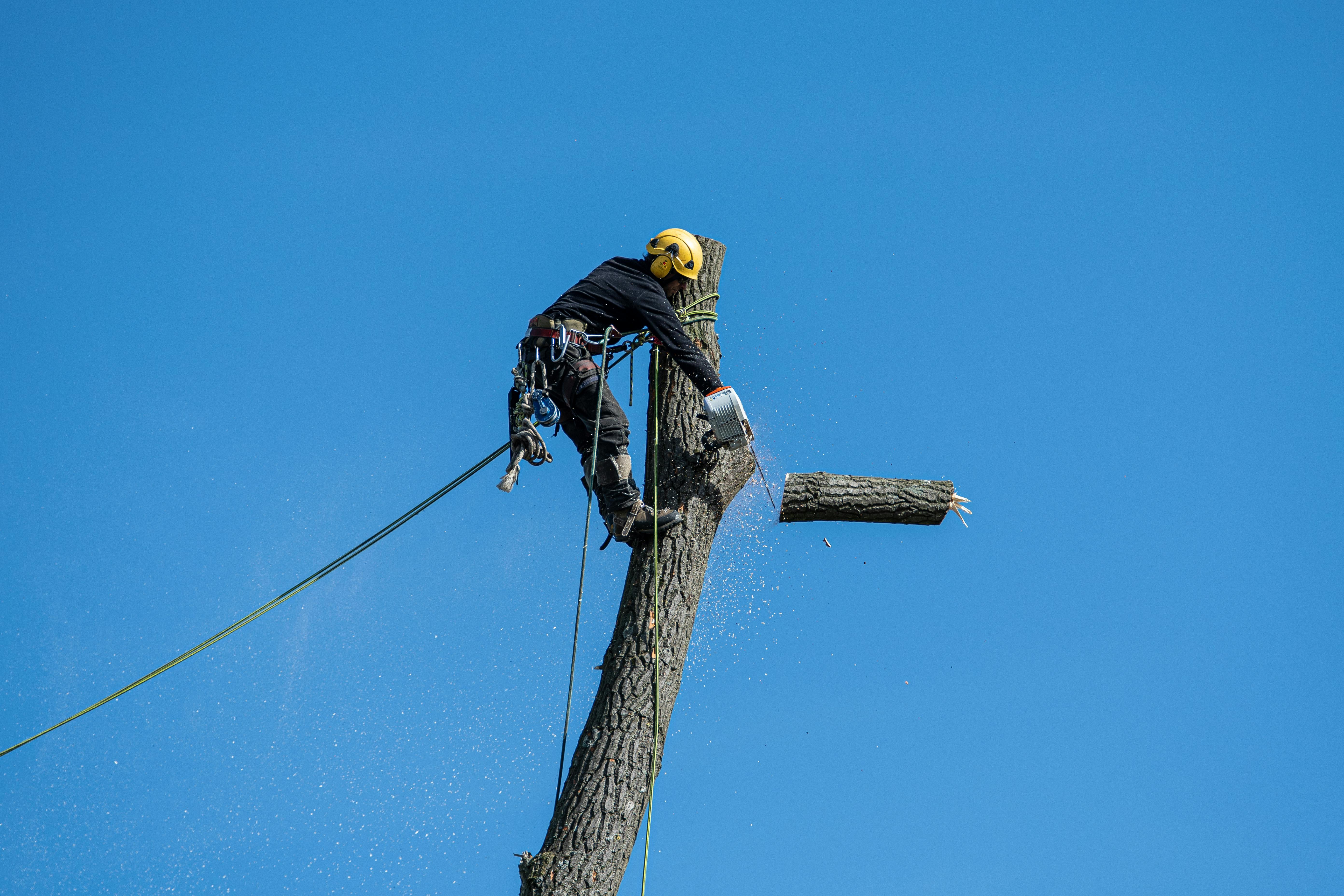 Tall Guy Tree Service - Tree Care and Removal