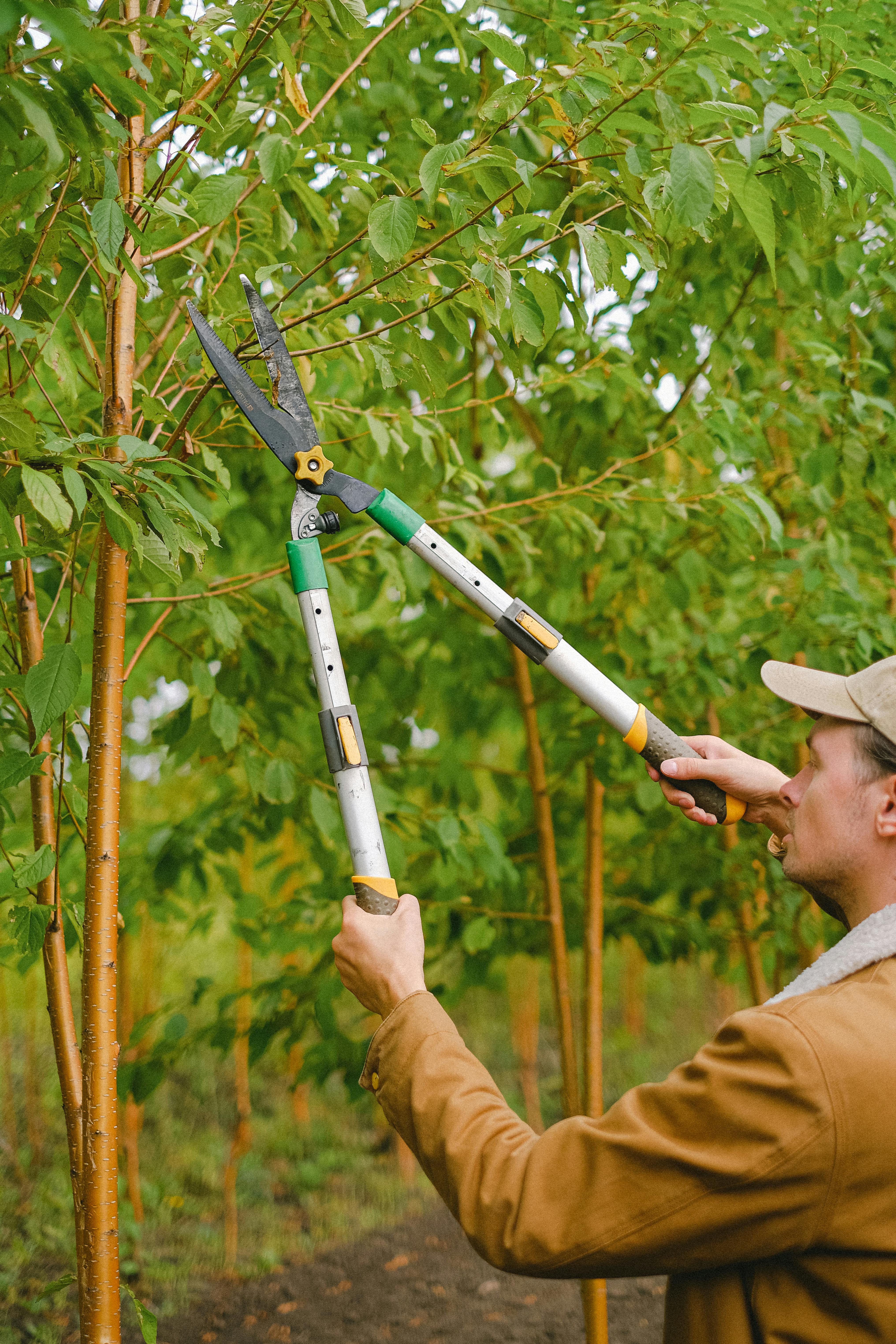 Tree trimming service